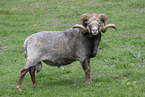 Skudde Sheep