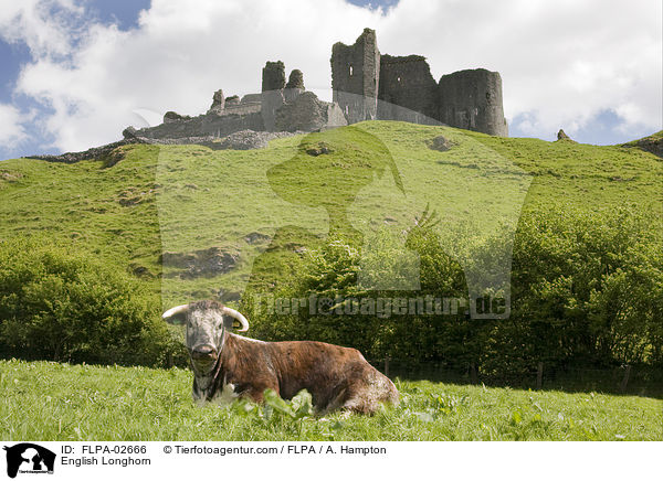 English Longhorn / FLPA-02666