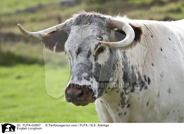 English Longhorn / FLPA-02667