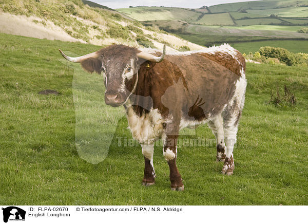 English Longhorn / FLPA-02670