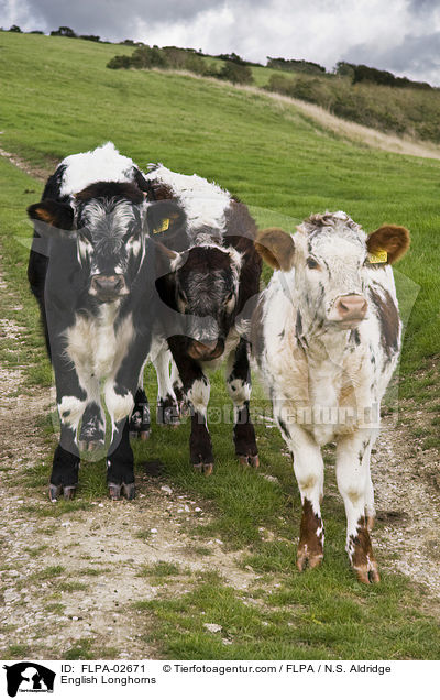 English Longhorns / FLPA-02671