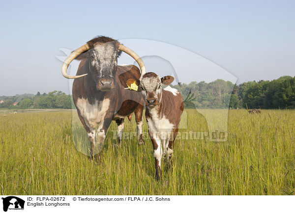 English Longhorns / FLPA-02672