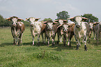 English Longhorns