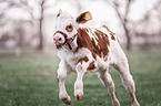 Fleckvieh cattle calf