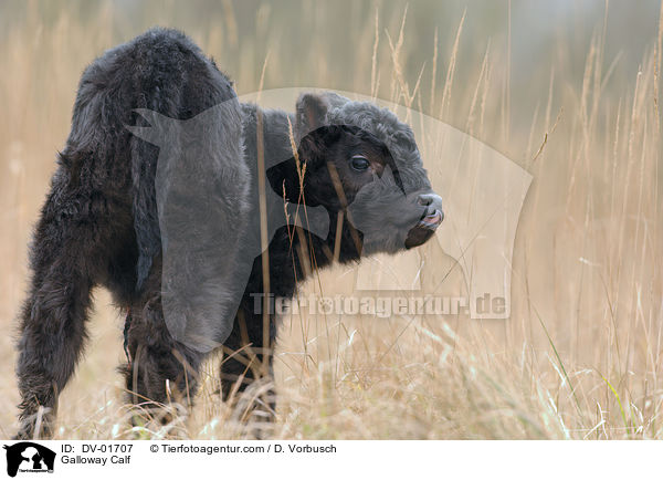 Galloway Kalb / Galloway Calf / DV-01707