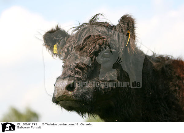 Galloway Portrait / Galloway Portrait / SG-01779