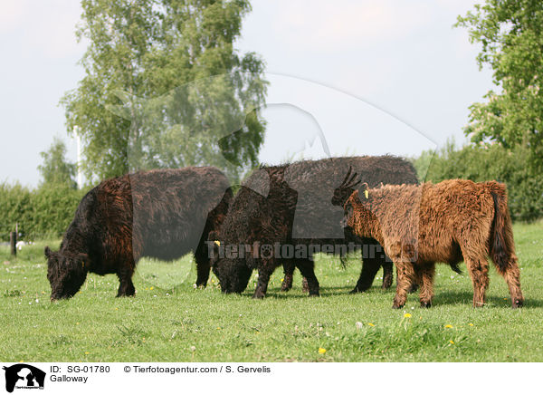 Galloway / Galloway / SG-01780