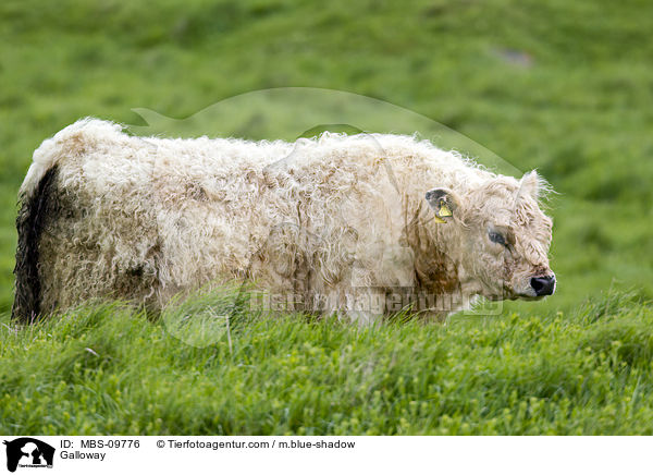 Galloway / Galloway / MBS-09776