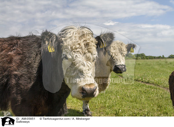 Galloways / AM-05851