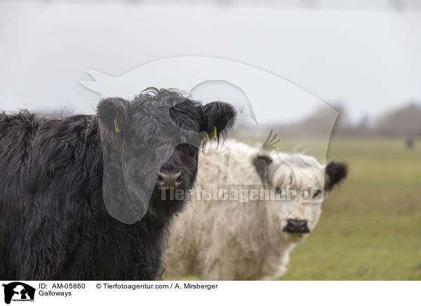 Galloways / AM-05860