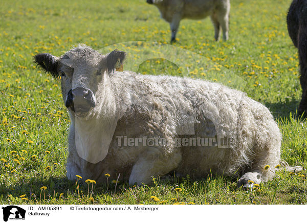 Galloway / Galloway / AM-05891