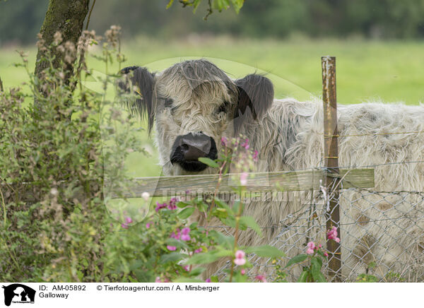 Galloway / Galloway / AM-05892