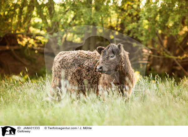 Galloway / Galloway / JAM-01333