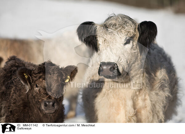 Galloways / Galloways / MM-01142