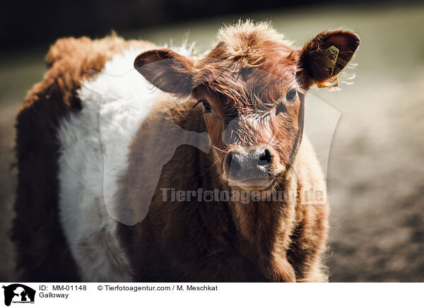 Galloway / Galloway / MM-01148