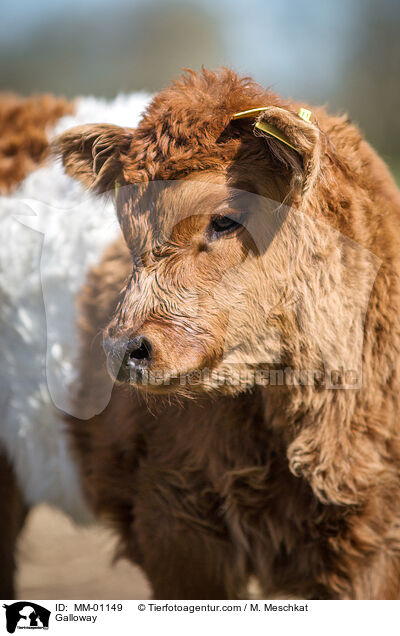 Galloway / Galloway / MM-01149
