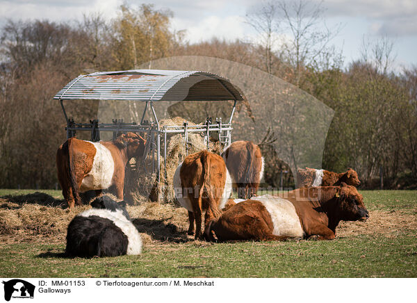 Galloways / Galloways / MM-01153