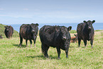Galloway