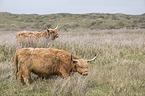 Galloways