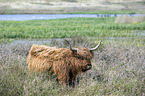 Galloway