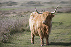 Galloway