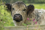 Galloway