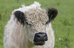 Galloway
