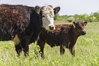 Galloways