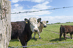 Galloways