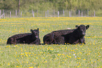 Galloways