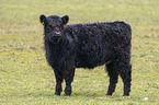Galloway