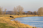 Galloways