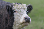 Galloway