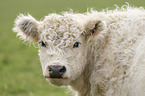 Galloway