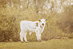 Galloway Calf