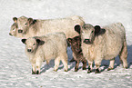 Galloways