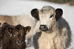 Galloways