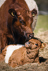 Galloways