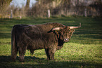 Galloway