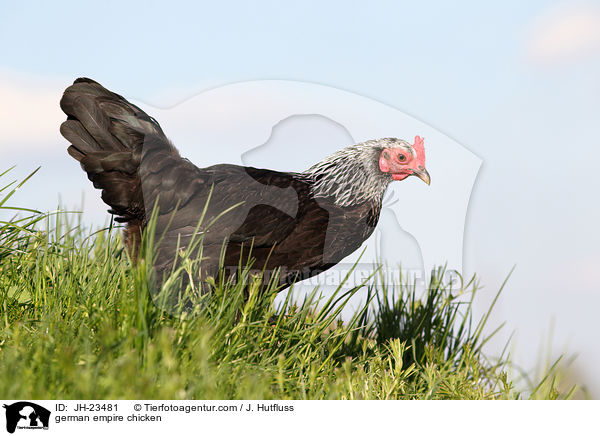 german empire chicken / JH-23481