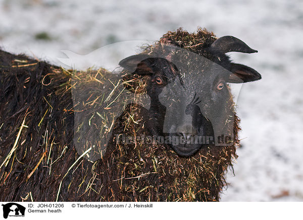 Heidschnucke / German heath / JOH-01206