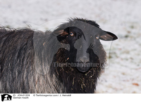 German heath / JOH-01209