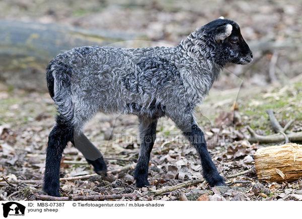young sheep / MBS-07387