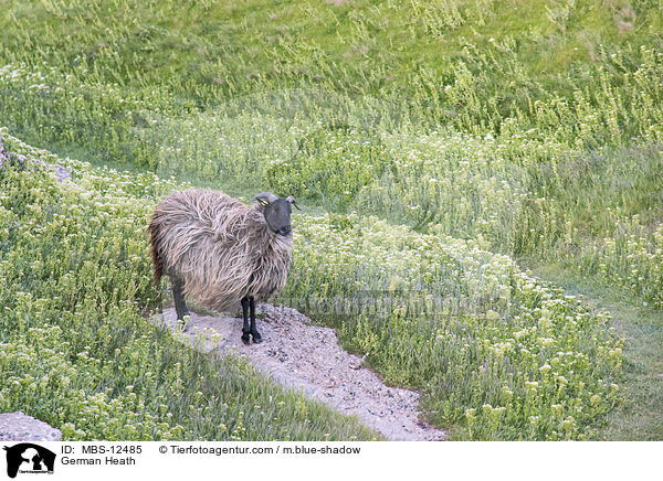 Heidschnucke / German Heath / MBS-12485