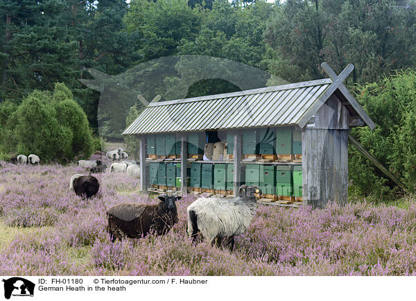 Heidschnucke in der Heide / German Heath in the heath / FH-01180