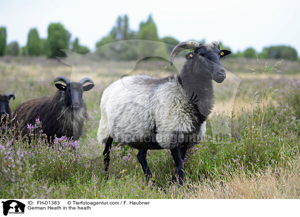 German Heath in the heath / FH-01383
