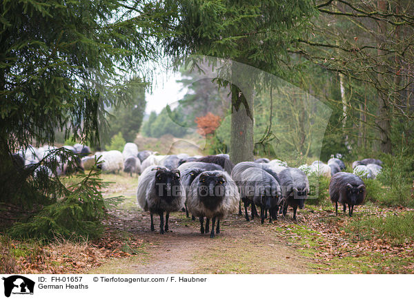 Heidschnucken / German Heaths / FH-01657