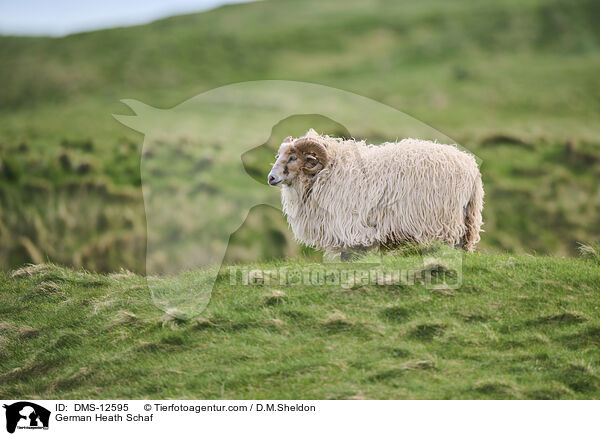 Heidschnucke / German Heath Schaf / DMS-12595