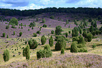 German Heath in the heath