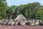 German Heath in the heath